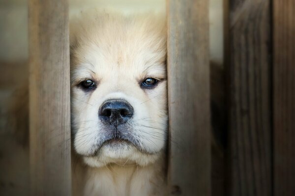 Lo sguardo triste del cane dietro le sbarre