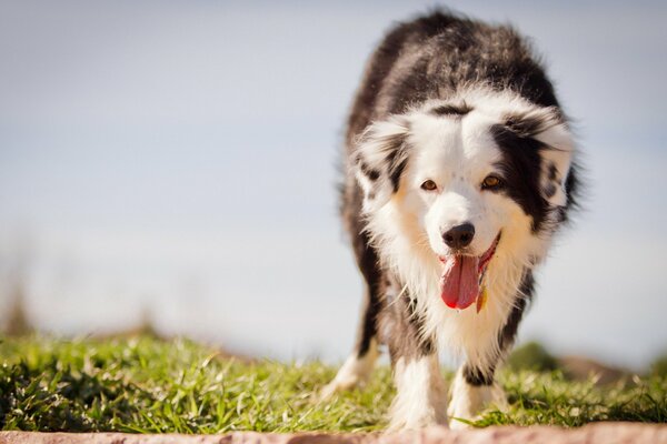 Der Hund geht über das Gras