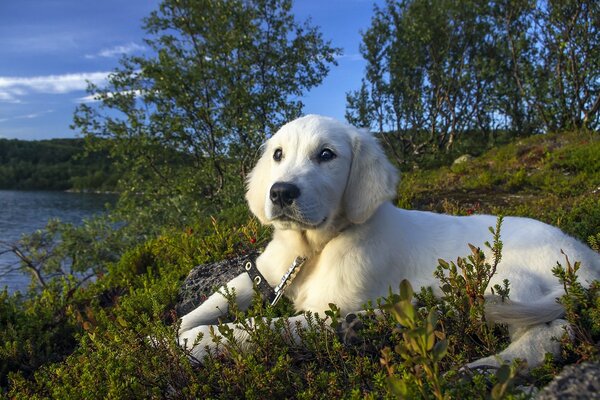 Perro blanco yace cerca del río