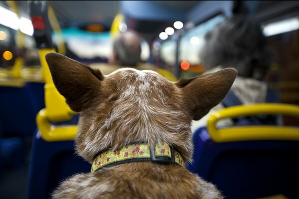 En el autobús, un perro de pasajeros descomunal