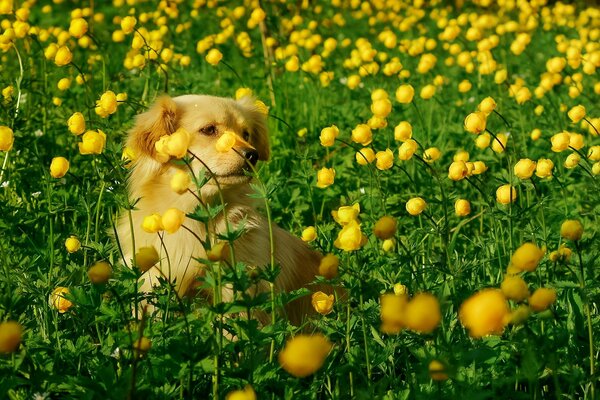 A dog runs in a field of flowers