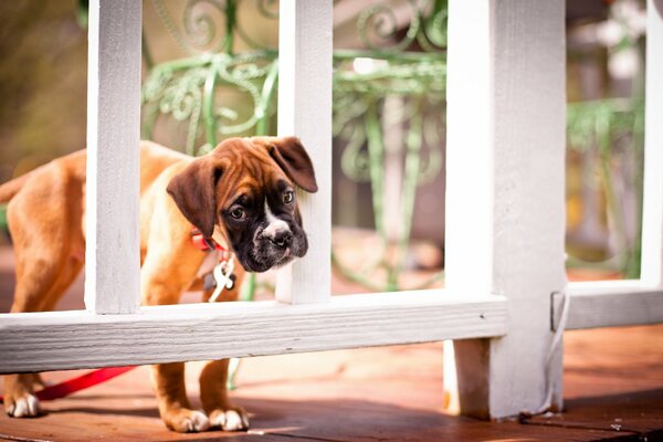 A dog on a leash looks sadly from behind the fence