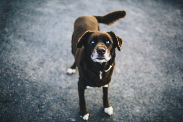 Chien aux yeux bleus