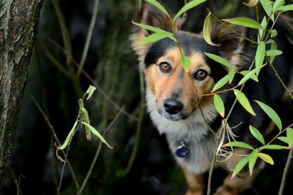 Chien parmi les arbres