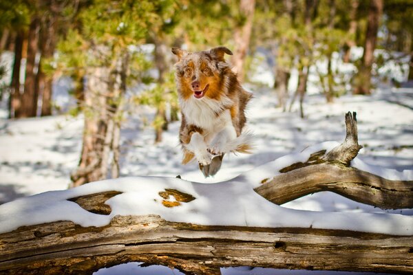 Dog jumping over a tree in the forest