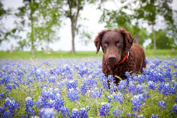 Perro marrón en colores morados