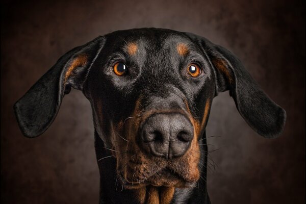 Ritratto di un cane con le orecchie cadenti