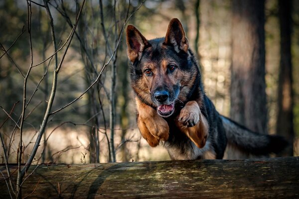 Chien saute par-dessus un arbre couché