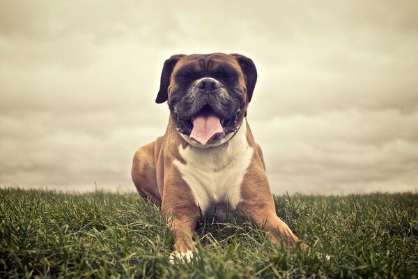 A big boxer dog is lying on the grass in a field