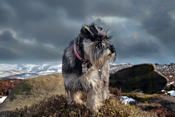 Schnauzer grigio con colletto rosso sullo sfondo delle cime delle montagne