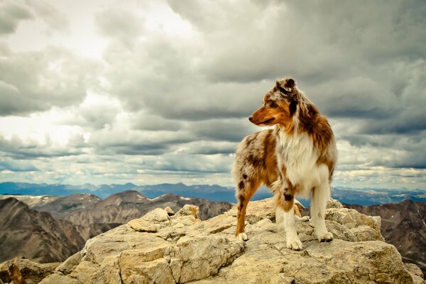 Der Hund steht auf einem Bergvorsprung