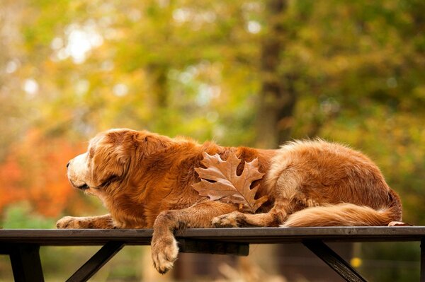 Golden Retriever autumn nature