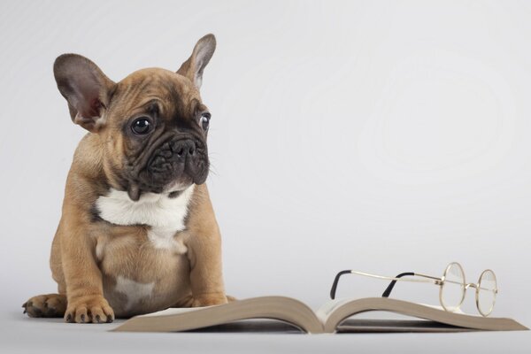 Bulldog is engaged in reading a book