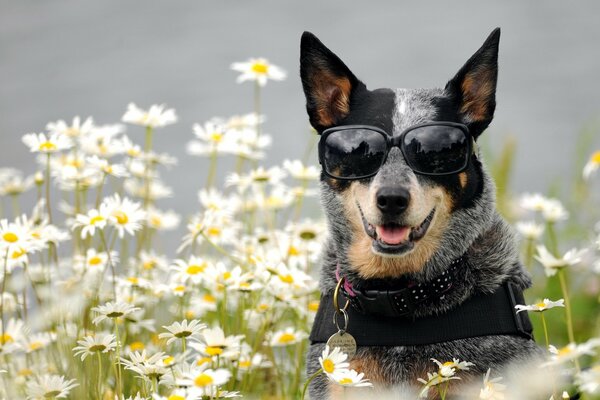 Hund mit Brille im Feld mit Gänseblümchen