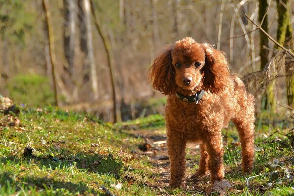 Zwergroter Pudel im Wald