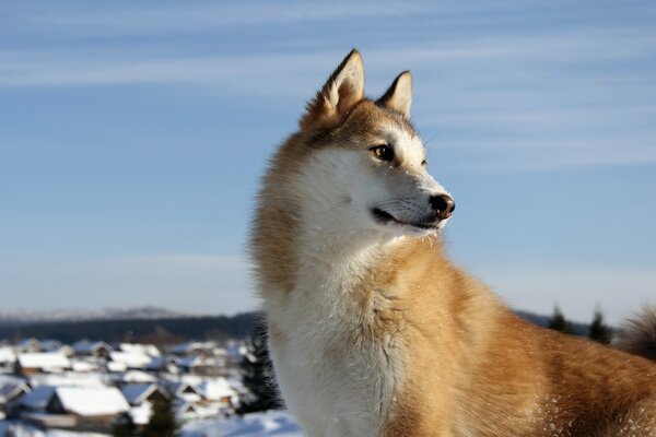 Ein Huskieshund im Winterdorf