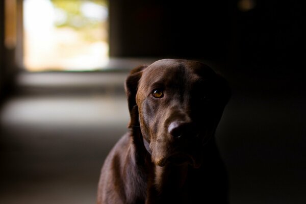 El perro en la penumbra Mira de cerca