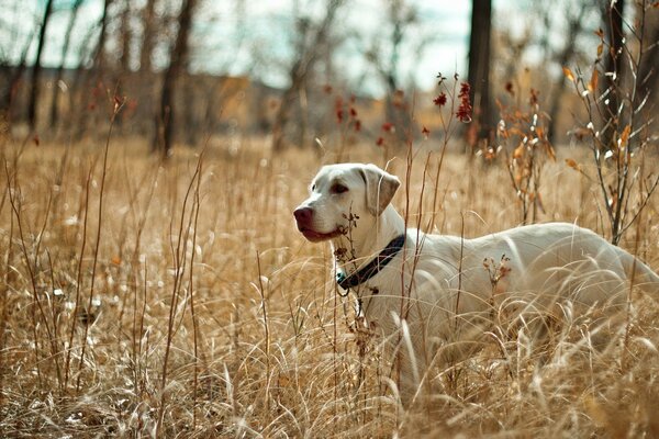 Fotografía de otoño de un Labrador en un campo