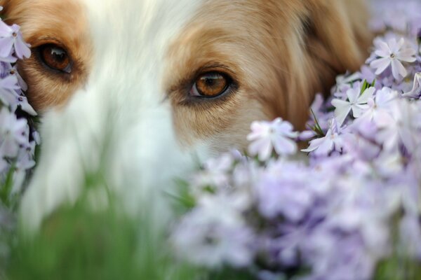 Muso di cane in delicati fiori di Prato