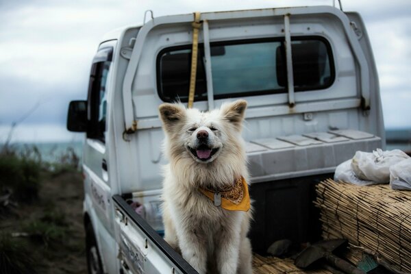 Chien satisfait assis dans la voiture