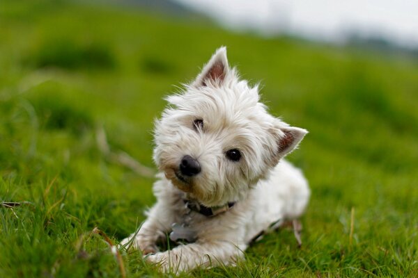 The dog is lying on the green grass