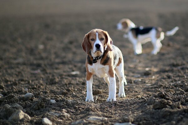 Pies Beagle patrzy w kamerę