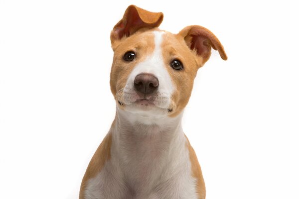 Cute dog on a white background