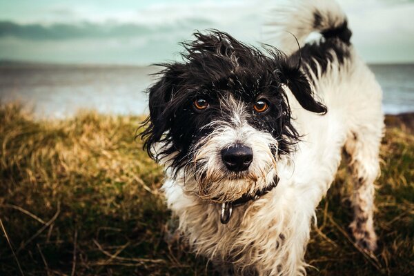 Wet dog on the background of the river