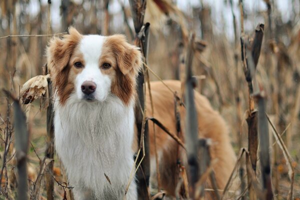 Cane bicolore nella natura circondato da erba