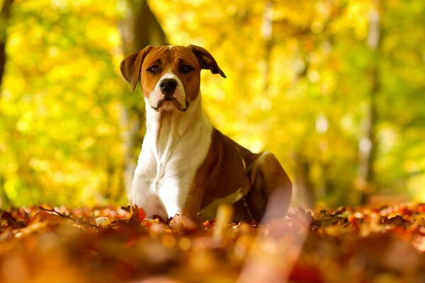 The dog lies in the autumn leaves