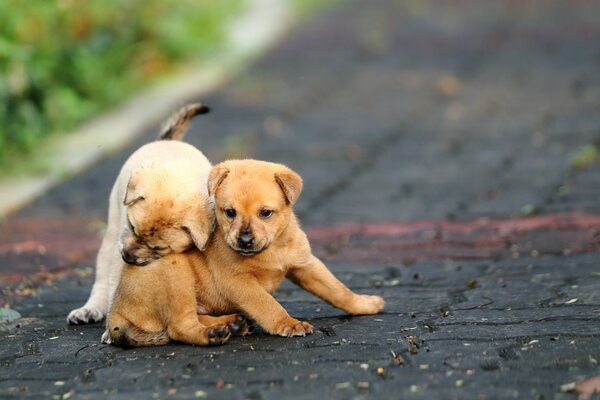 Cachorros divertidos jugando en la carretera