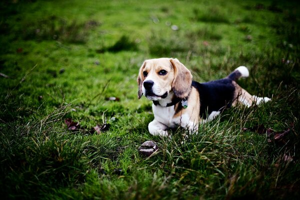 Beagle on a walk in the green forest