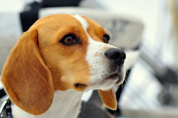 Beagle con bellissimi occhi