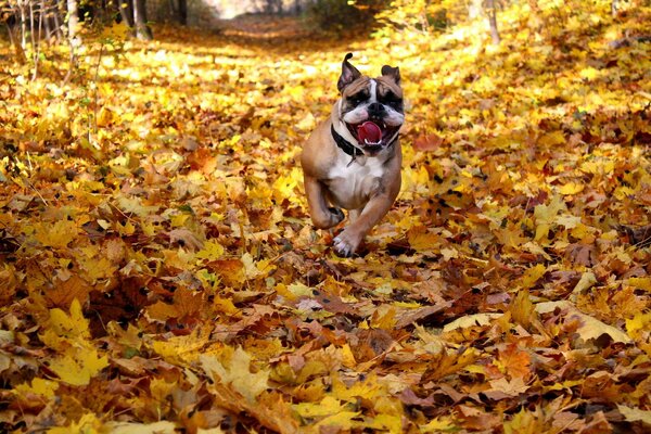 Bulldog Inglés corriendo por las hojas