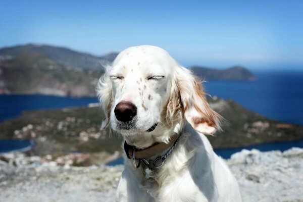 Chien blanc sur fond de mer et de roches