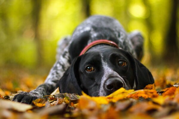 Ein Hund im Herbstwald liegt auf schönen Blättern