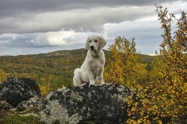 Der Hund sitzt auf einem Stein