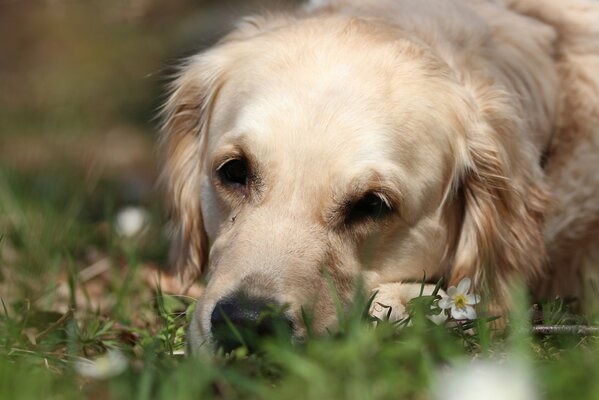 Golden Retriever leży smutny