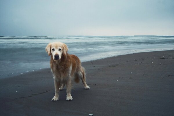 Foto des Hundes auf dem Hintergrund des Meeres