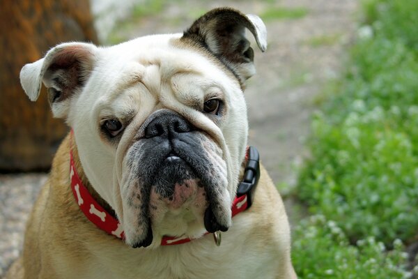 A bulldog with a red collar with