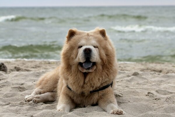 Dog chow chow on the sandy beach