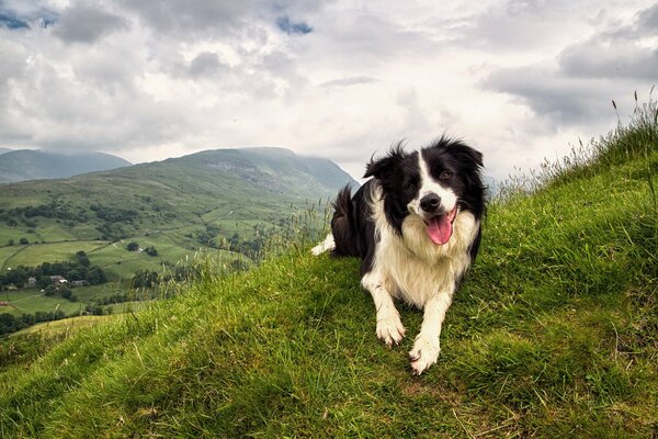 Il cane si trova sull erba in mezzo a un bellissimo paesaggio