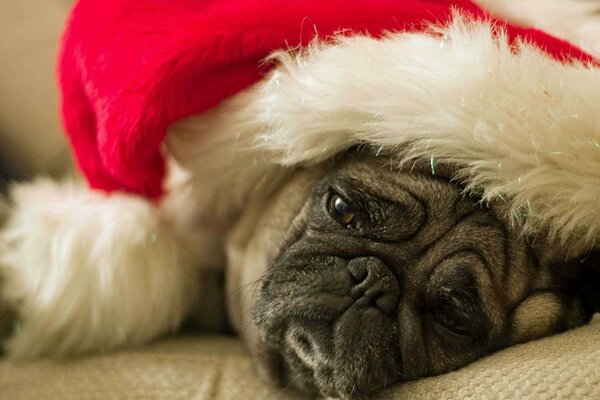 Carlino triste in un cappello festivo