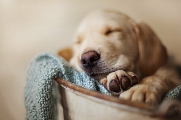 Sleeping puppy in a bucket on a blanket