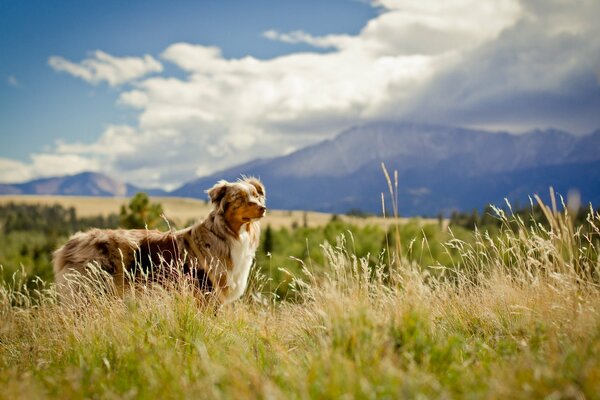 A dog in the grass against the background of mountains