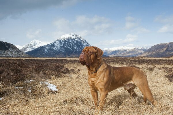 Great Dane of Bordeaux in nature