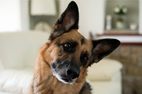 Der Hund hat den Kopf seitlich geneigt