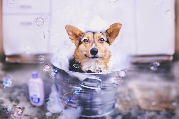 Chien dans un Tonneau en métal entouré de bulles