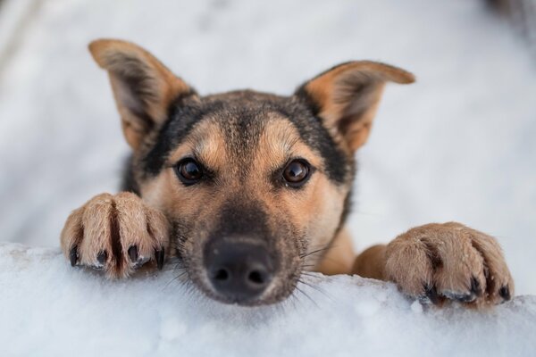 Szczeniak Husky na śniegu w Norwegii