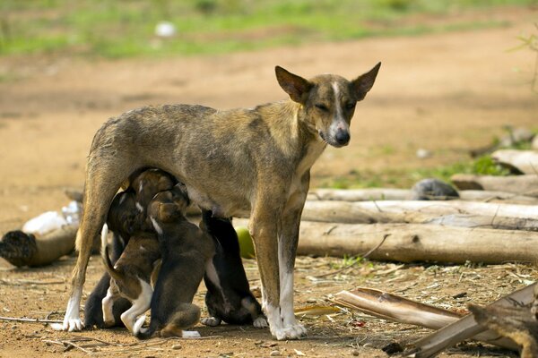 Hund Mama füttert ihre Kleinen